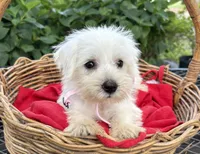 AKC Heidi, a female Miniature Schnauzer for sale in Rincon, GA – 1 of 4