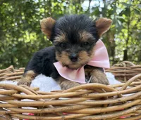 ACK/CKC  Truffles , a female Yorkshire Terrier for sale in Rincon, GA – 2 of 3