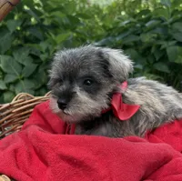 AKC Gnattie(Pending), a female Miniature Schnauzer for sale in Rincon, GA – 5 of 5