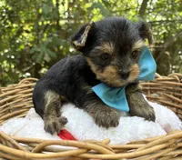 AKC/CKC Gnat, a male Yorkshire Terrier for sale in Rincon, GA – 2 of 3