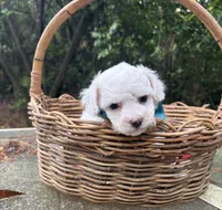 Ollie, a male Bichon Frise for sale in Rincon, GA – Photo 3 of 5