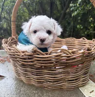 Ollie, a male Bichon Frise for sale in Rincon, GA – Photo 1 of 5