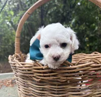 Ollie, a male Bichon Frise for sale in Rincon, GA – Photo 5 of 5