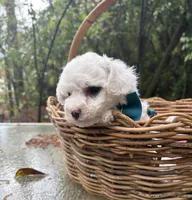 Ollie, a male Bichon Frise for sale in Rincon, GA – Photo 4 of 5