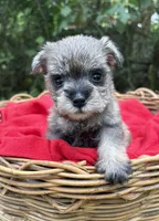 AKC Gnattie, a female Miniature Schnauzer for sale in Rincon, GA – 4 of 5