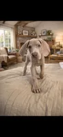 Bo junior, a male Great Dane for sale in Sedalia, MO – Photo 2 of 3