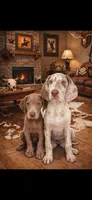 Bo junior, a male Great Dane for sale in Sedalia, MO – Photo 3 of 3