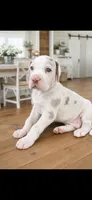 Willow, a female Great Dane for sale in Sedalia, MO – Photo 1 of 2