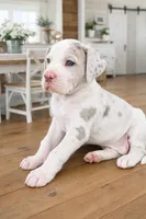 Willow, a female Great Dane for sale in Sedalia, MO – Photo 2 of 2