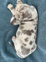 Iris , a female Great Dane for sale in Sedalia, MO – Photo 3 of 4