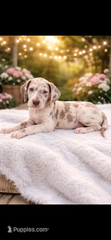 Iris  – Great Dane puppy for sale in Sedalia, MO