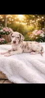 Iris , a female Great Dane for sale in Sedalia, MO – Photo 1 of 4