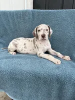 Iris , a female Great Dane for sale in Sedalia, MO – Photo 4 of 4