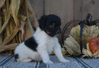 Oreo, a female Aussiedoodle for sale in Battle Creek, MI – 3 of 3