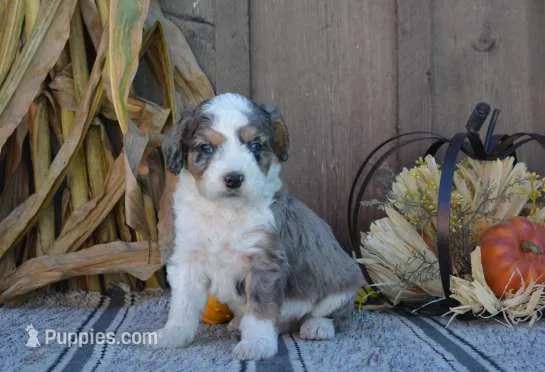 Moose – Aussiedoodle puppy for sale in Battle Creek, MI