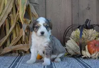 Moose, a male Aussiedoodle for sale in Battle Creek, MI – 1 of 2
