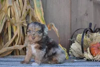 Bruno, a male Aussiedoodle for sale in Battle Creek, MI – 2 of 3
