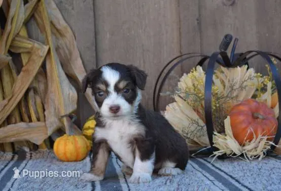 Truffle – Aussiedoodle puppy for sale in Battle Creek, MI