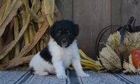 Oreo, a female Aussiedoodle for sale in Battle Creek, MI – 1 of 3