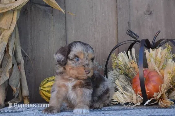 Bruno – Aussiedoodle puppy for sale in Battle Creek, MI