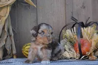 Bruno, a male Aussiedoodle for sale in Battle Creek, MI – 1 of 3