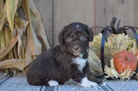 Cocoa, a male Aussiedoodle for sale in Battle Creek, MI – 2 of 2