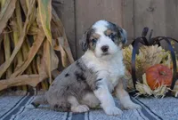 Moose, a male Aussiedoodle for sale in Battle Creek, MI – 2 of 2
