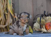 Bruno, a male Aussiedoodle for sale in Battle Creek, MI – 3 of 3