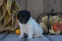 Oreo, a female Aussiedoodle for sale in Battle Creek, MI – 2 of 3
