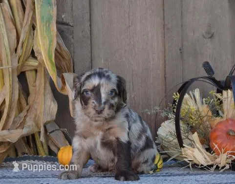 Cooper  – Aussiedoodle puppy for sale in Battle Creek, MI
