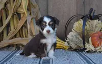 Truffle, a female Aussiedoodle for sale in Battle Creek, MI – 2 of 2
