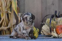 Cooper , a male Aussiedoodle for sale in Battle Creek, MI – 2 of 2