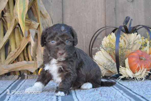 Cocoa – Aussiedoodle puppy for sale in Battle Creek, MI