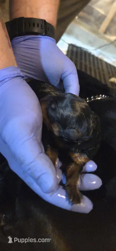 Male rottweiler – Rottweiler puppy for sale in Sigourney, IA