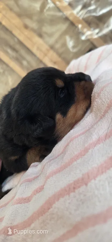 Male rottweiler – Rottweiler puppy for sale in Sigourney, IA