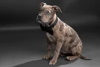 Benny, a male American Pit Bull Terrier for sale in Chesterton, IN – Photo 3 of 5