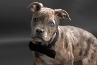 Benny, a male American Pit Bull Terrier for sale in Chesterton, IN – Photo 2 of 5