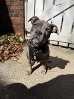 Benny, a male American Pit Bull Terrier for sale in Chesterton, IN – Photo 5 of 5