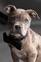 Benny, a male American Pit Bull Terrier for sale in Chesterton, IN – Photo 4 of 5