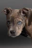 Benny, a male American Pit Bull Terrier for sale in Chesterton, IN – Photo 1 of 5