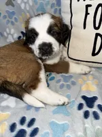 Mabel , a female Saint Bernard for sale in Clio, MI – Photo 8 of 9