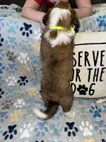 Mabel , a female Saint Bernard for sale in Clio, MI – Photo 9 of 9