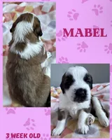 Mabel , a female Saint Bernard for sale in Clio, MI – Photo 2 of 9