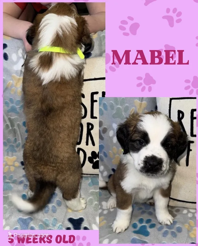 Mabel  – Saint Bernard puppy for sale in Clio, MI