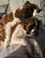 Mabel , a female Saint Bernard for sale in Clio, MI – Photo 5 of 9