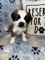 Mabel , a female Saint Bernard for sale in Clio, MI – Photo 7 of 9