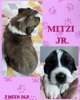 Mitzi jr, a female Saint Bernard for sale in Clio, MI – Photo 2 of 10