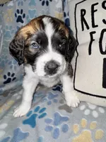 Mitzi jr, a female Saint Bernard for sale in Clio, MI – Photo 7 of 10