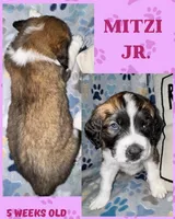 Mitzi jr, a female Saint Bernard for sale in Clio, MI – Photo 1 of 10