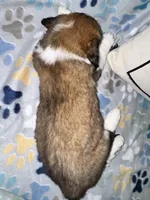 Mitzi jr, a female Saint Bernard for sale in Clio, MI – Photo 9 of 10